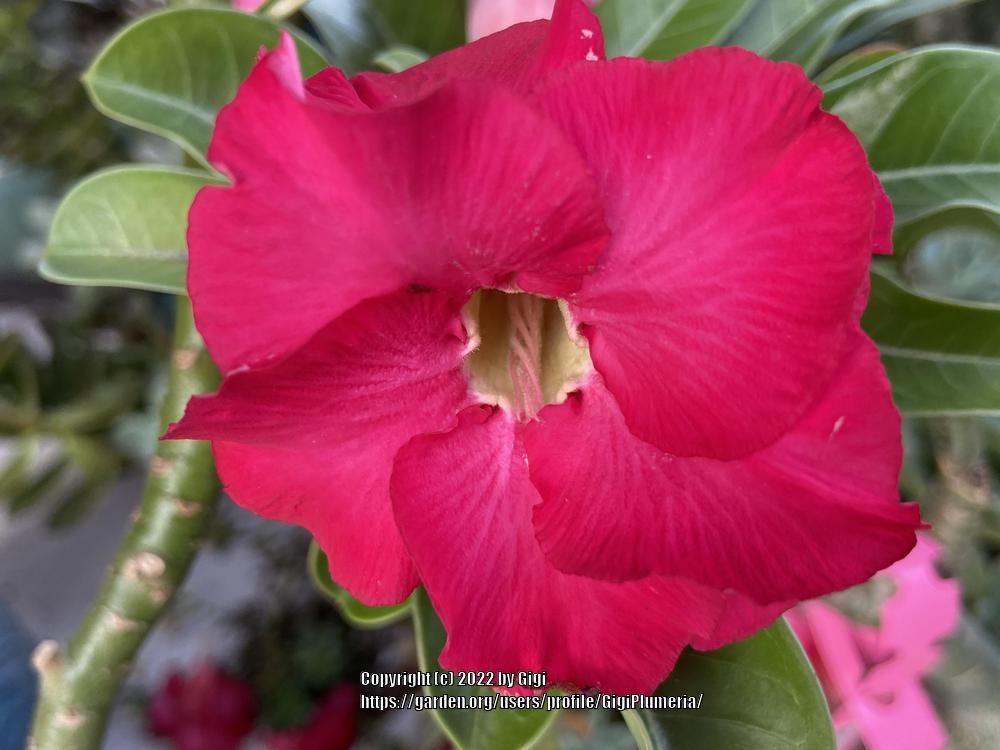 Photo of Desert Rose (Adenium 'Shocking Pink') uploaded by GigiPlumeria
