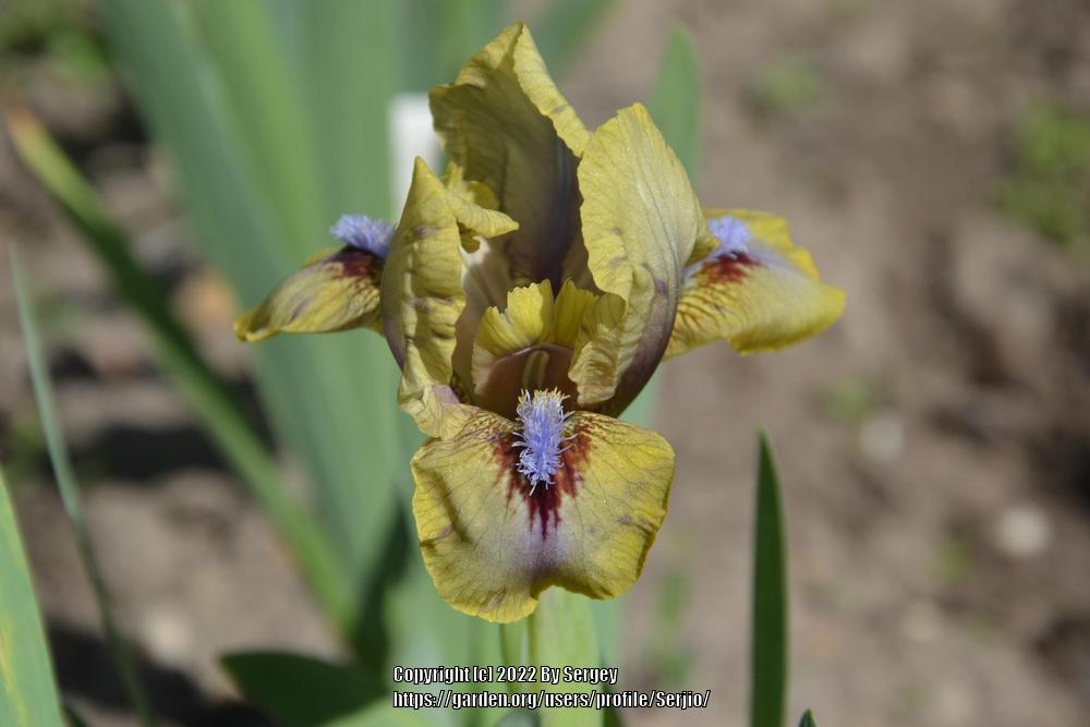 Photo of Arilbred Iris (Iris 'Persian Sapphire') uploaded by Serjio