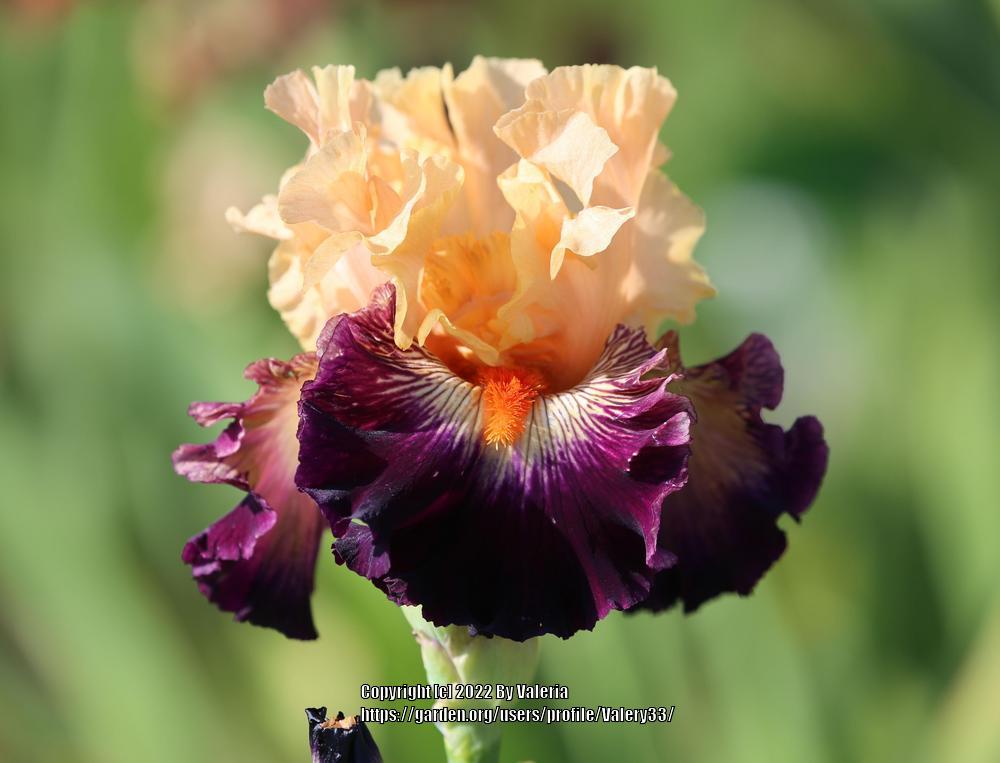 Photo of Tall Bearded Iris (Iris 'Tropical Mood') uploaded by Valery33