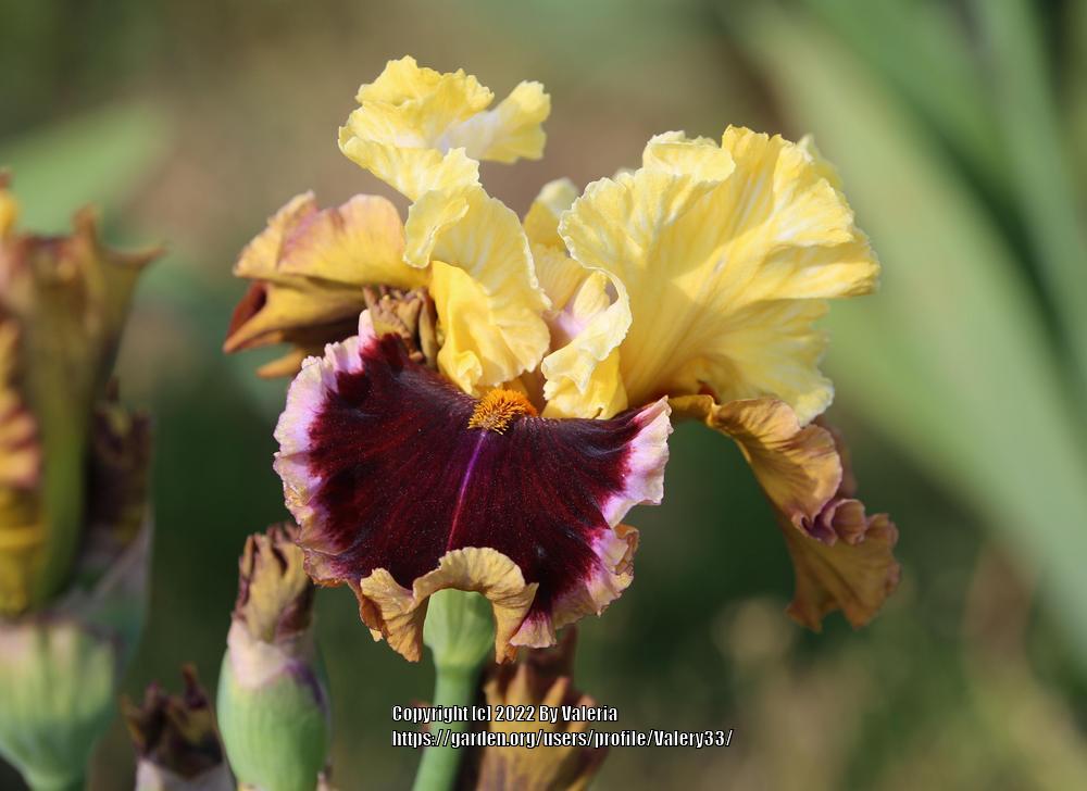 Photo of Tall Bearded Iris (Iris 'Twilight Rhapsody') uploaded by Valery33