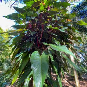 Leu Gardens Orlando, growing up a tree, has survived hurricanes, 