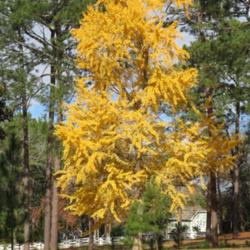 Location: Southern Pines, NC (Boyd House grounds)
Date: December 2, 2022
Ginkgo biloba # 10nn; LHB p. 99, 11-1-1. Ancient geologic species