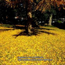Location: Southern Pines, NC (Boyd House grounds)
Date: December 2, 2022
Ginkgo biloba # 10nn ( leaf fall carpet); LHB p. 99, 11-1-1. Anci