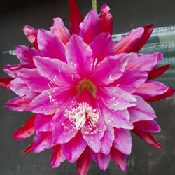 Location: home nursery
Date: 3 nov 22
A stunning popular bloom from the 'Kiwi' hybrids.