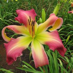 Location: garden in McKee, KY
Date: 2022-07-08
2nd year bloom season. Another wonderful Judy Davisson daylily wi