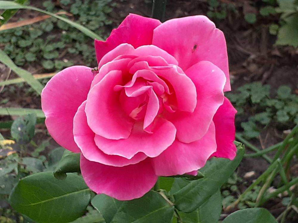 Photo of Rose (Rosa 'Perfume Delight') uploaded by MNdigger