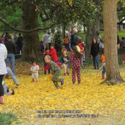 Location: Southern pines Christmas festival
Date: December 3, 2023
Children enjoying the leaf fall of the Ginkgo tree in downtown pa