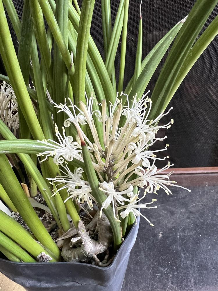 Photo of Sansevieria (Dracaena canaliculata) uploaded by Wildbloomers
