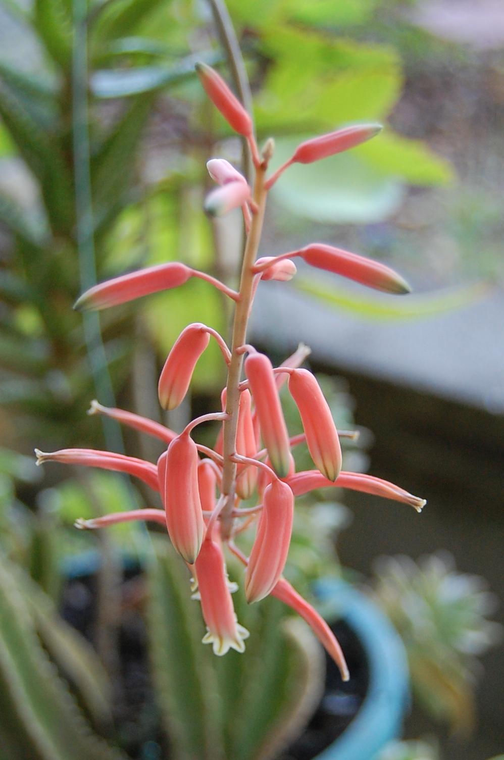 Photo of Aloes (Aloe) uploaded by purpleinopp