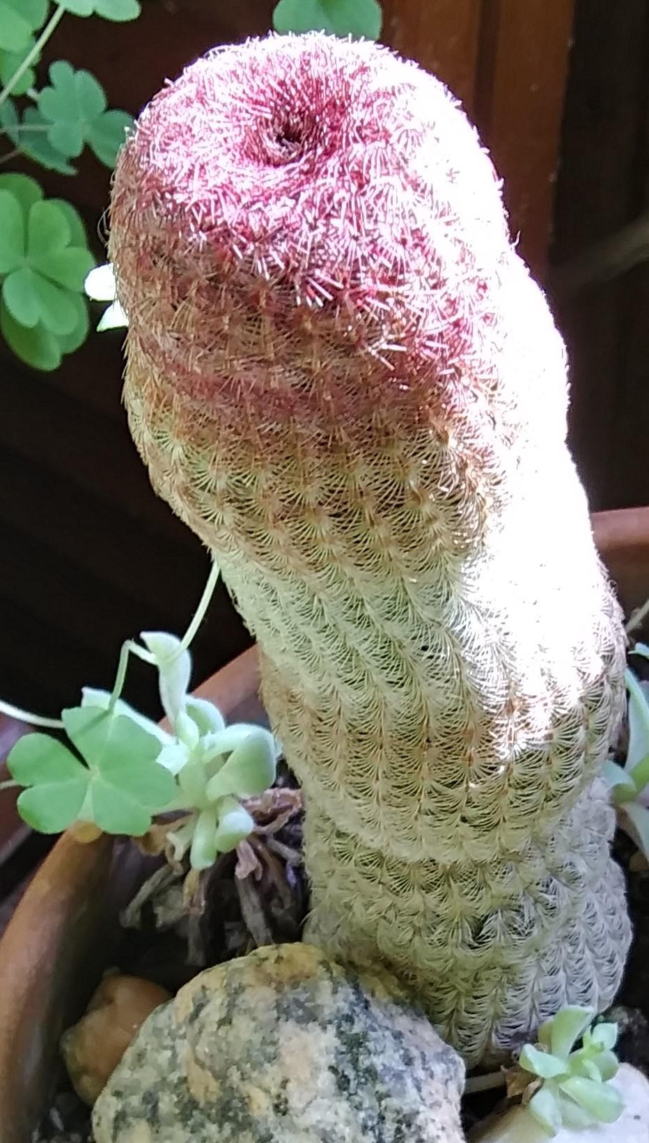 Photo of Arizona Ruby Rainbow Hedgehog Cactus (Echinocereus rigidissimus subsp. rubispinus) uploaded by purpleinopp