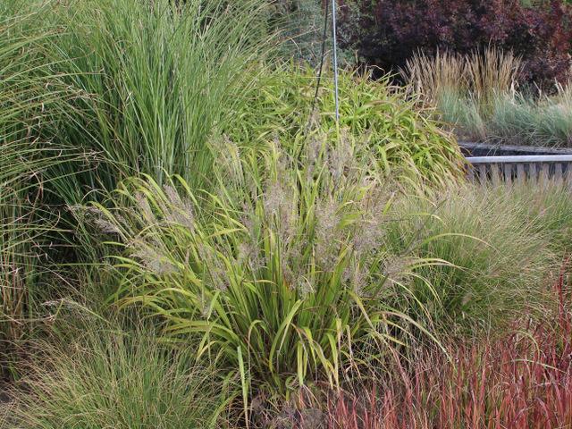 Photo of Korean Feather Reed Grass (Calamagrostis arundinacea) uploaded by RuuddeBlock