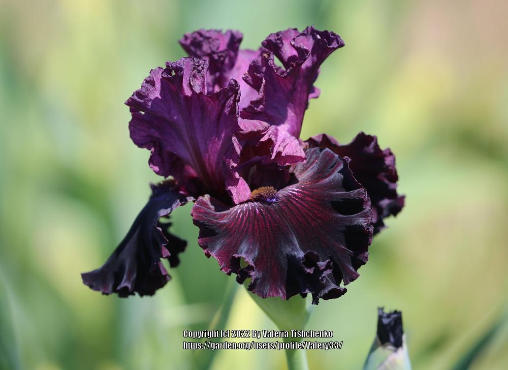 Photo of Tall Bearded Iris (Iris 'Devil by Night') uploaded by Valery33