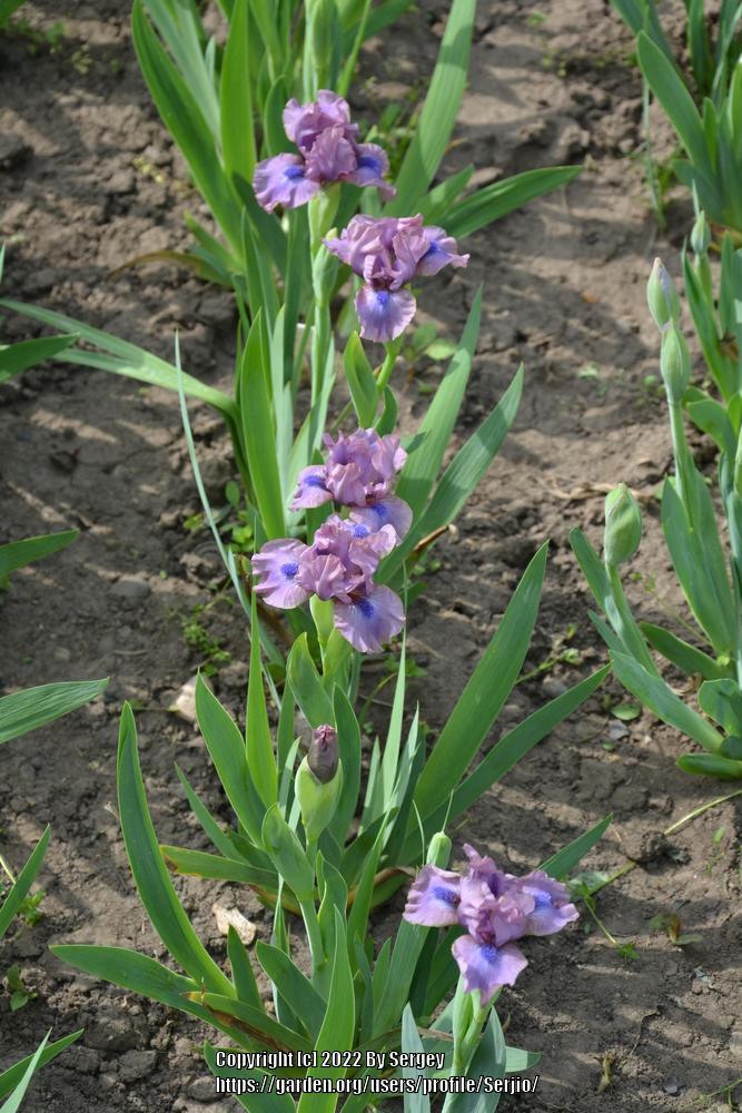 Photo of Standard Dwarf Bearded Iris (Iris 'Worry Wart') uploaded by Serjio