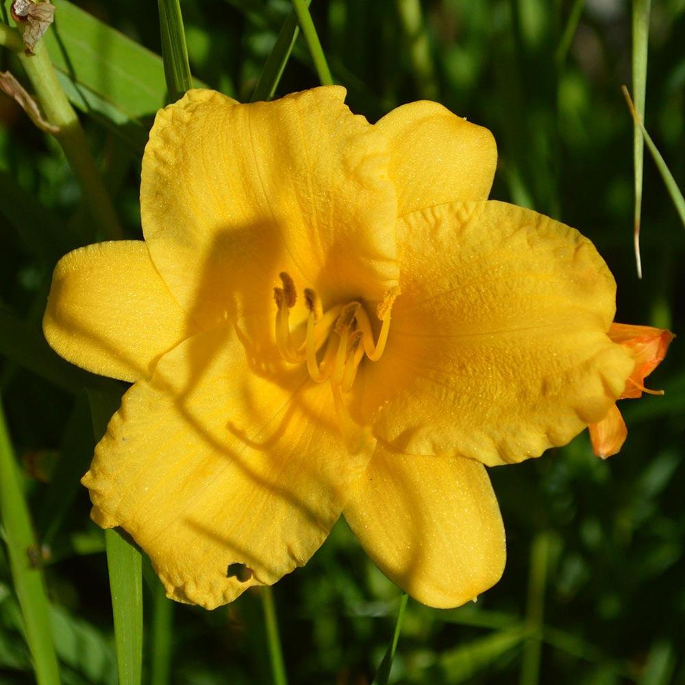 Photo of Daylily (Hemerocallis 'Stella de Oro') uploaded by DuluthDaylily