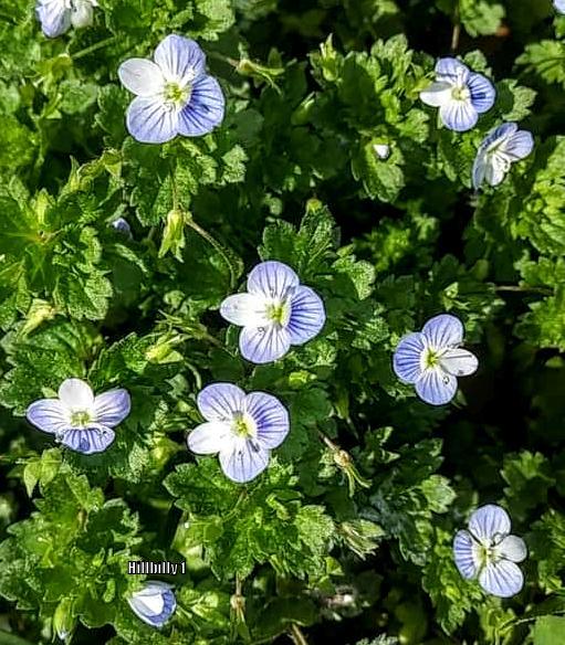 Photo of Persian Speedwell (Veronica persica) uploaded by HoodLily