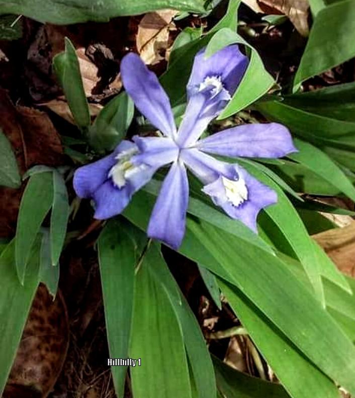 Photo of Species Iris (Iris cristata) uploaded by HoodLily