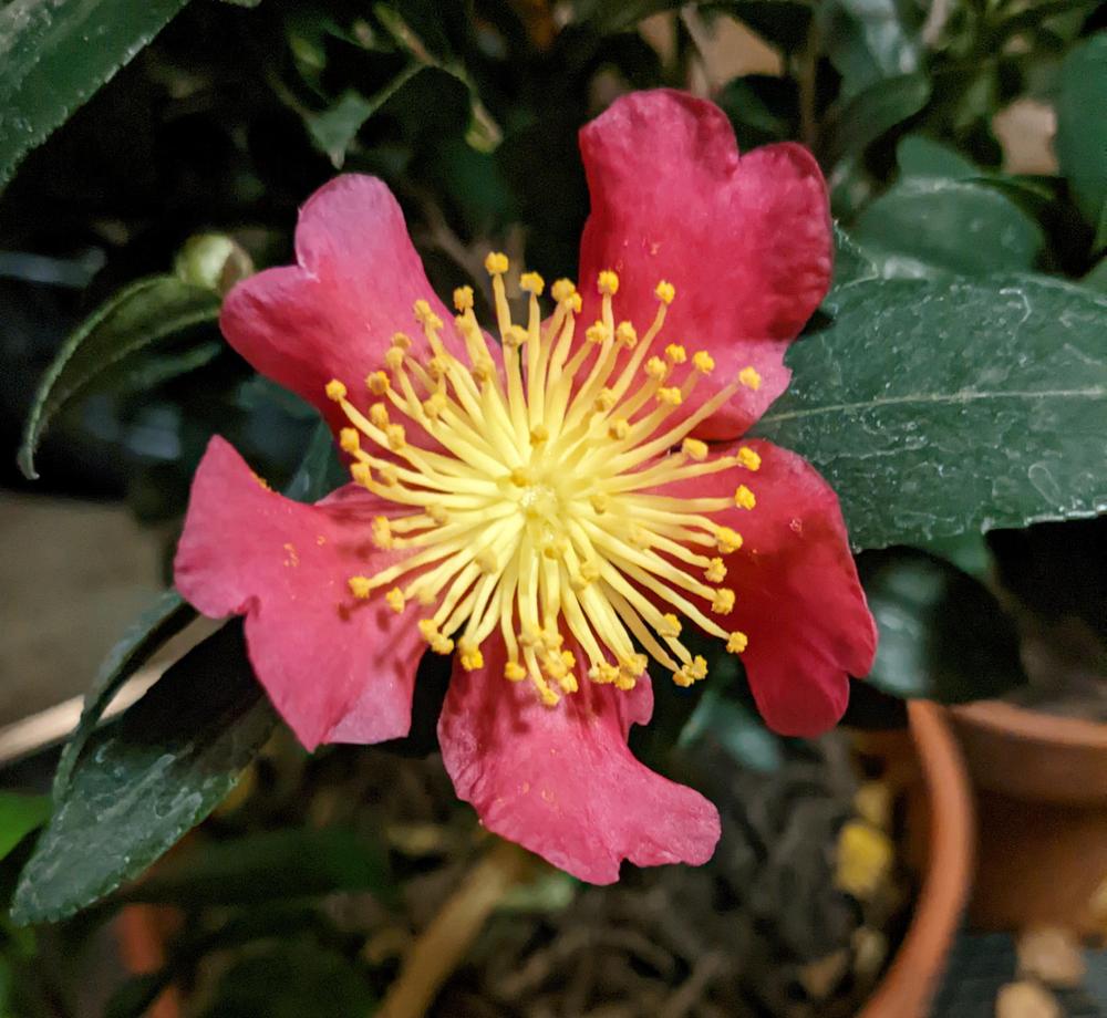Photo of Camellia (Camellia sasanqua 'Yuletide') uploaded by LindsayG