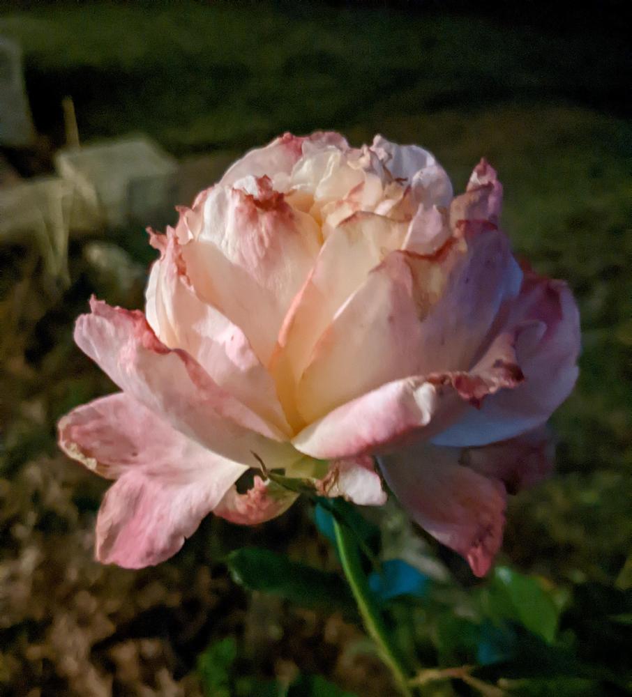Photo of Rose (Rosa 'Perfume Delight') uploaded by LindsayG