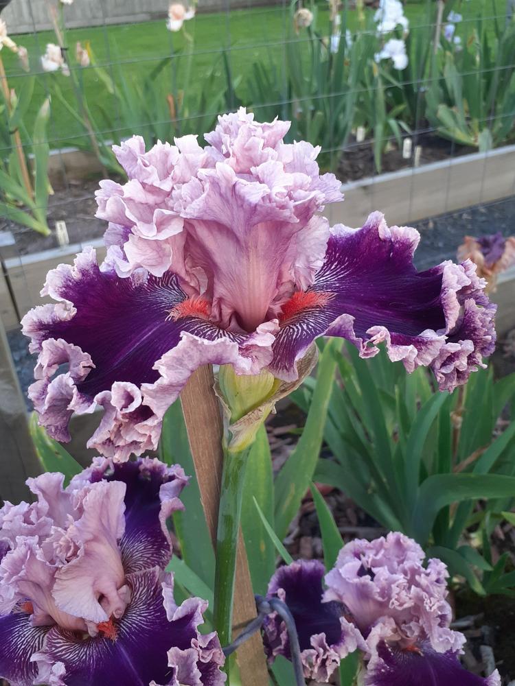 Photo of Tall Bearded Iris (Iris 'Flutterina') uploaded by PaulaHocking