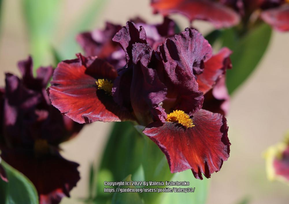 Photo of Standard Dwarf Bearded Iris (Iris 'Blazing Garnet') uploaded by Valery33