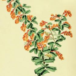 
Date: c. 1851
illustration from 'The Gardeners' Magazine of Botany', 1851