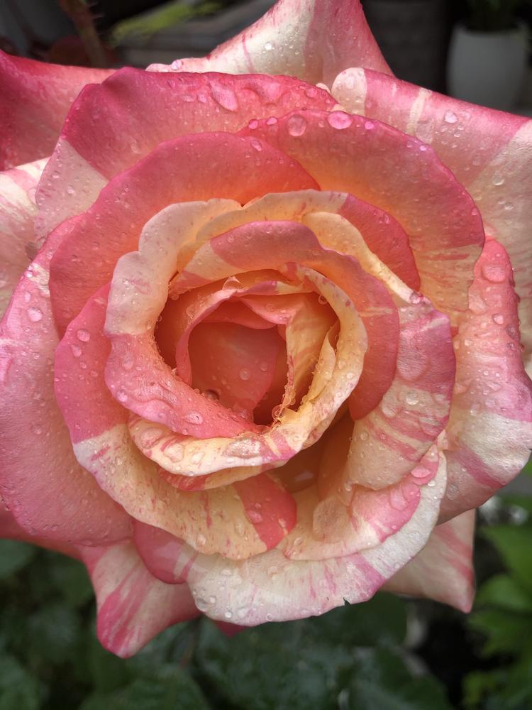 Photo of Rose (Rosa 'Peach Swirl') uploaded by Elena999