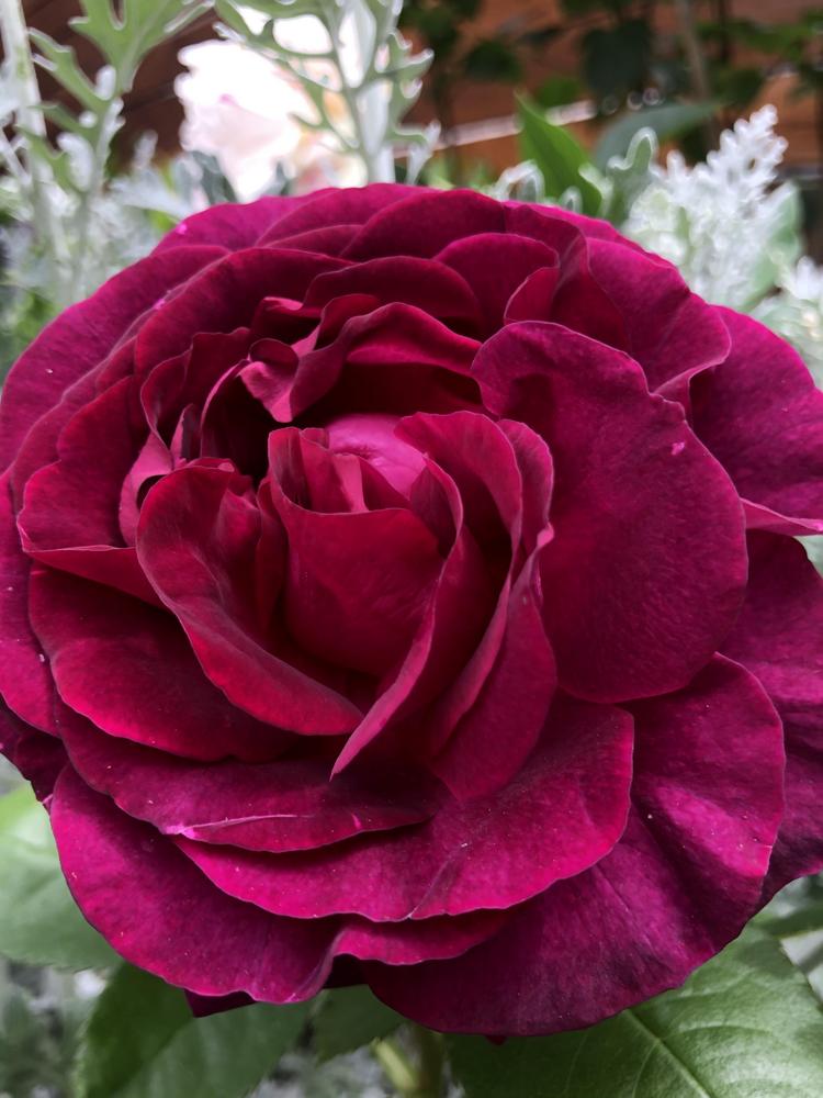 Photo of Rose (Rosa 'Twilight Zone') uploaded by Elena999