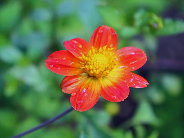 Photo of Scarlet Flowered Dahlia (Dahlia coccinea) uploaded by RuuddeBlock