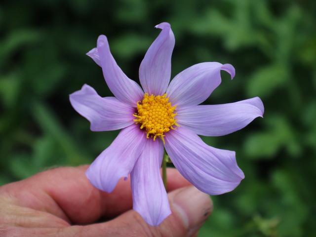 Photo of Dahlia (Dahlia australis) uploaded by RuuddeBlock