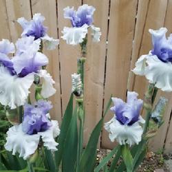 Location: Utah
Date: 2022-05-28
depending on light, this iris looks lavender or blue, but it's re