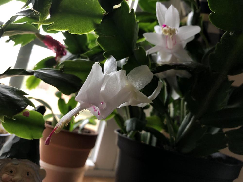 Photo of Thanksgiving Cactus (Schlumbergera truncata 'Youp') uploaded by Cactuskeeper