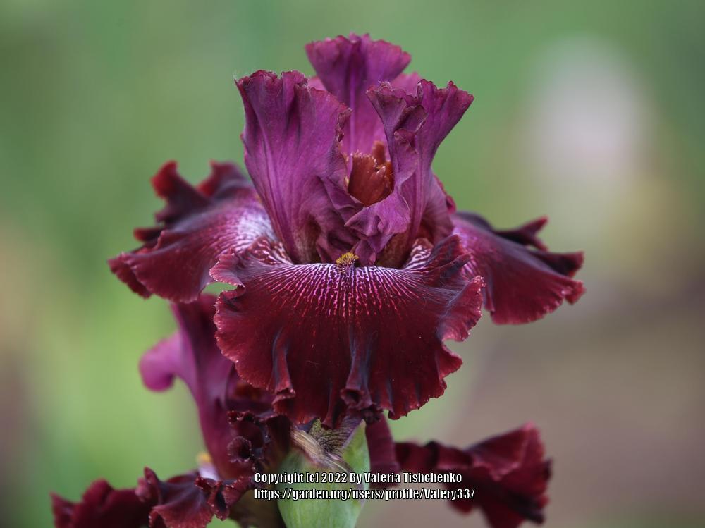Photo of Tall Bearded Iris (Iris 'Radiant Garnet') uploaded by Valery33