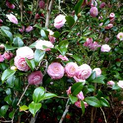 Location: Johns Island, SC
Date: 2014-02-21
At Skip's camellia forest