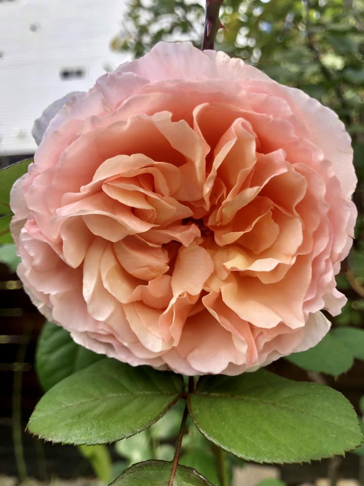 Photo of Rose (Rosa 'Abraham Darby') uploaded by Elena999