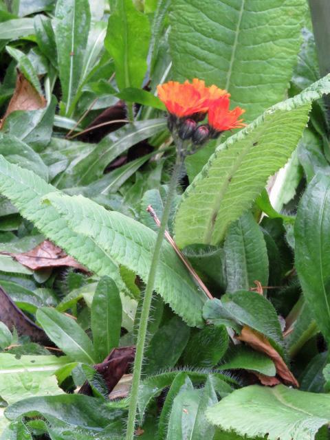 Photo of Orange Hawkweed (Pilosella aurantiaca subsp. aurantiaca) uploaded by RuuddeBlock