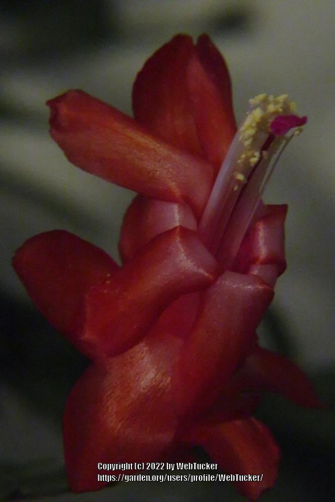 Photo of Christmas Cactus (Schlumbergera truncata) uploaded by WebTucker