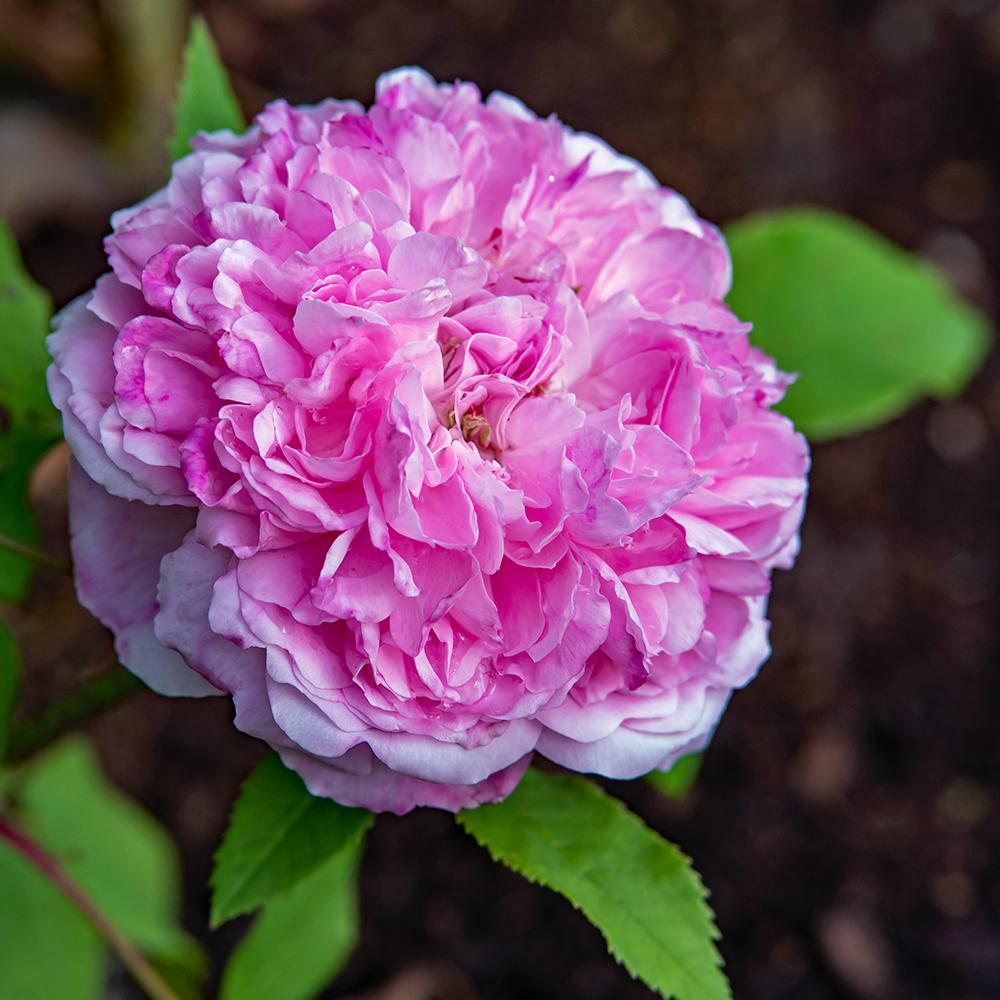 Photo of Rose (Rosa 'Marchesa Boccella') uploaded by dirtdorphins
