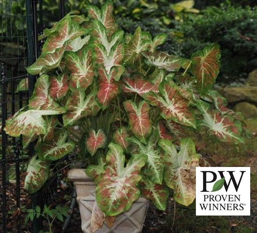 Photo of Fancy Caladium (Caladium bicolor Heart to Heart™ Dawn to Dusk) uploaded by donp