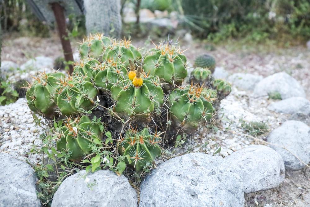 Photo of Barrel Cactus (Ferocactus robustus) uploaded by Baja_Costero