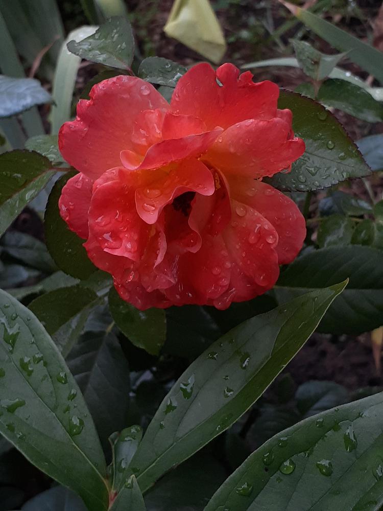Photo of Floribunda Rose (Rosa 'Livin' Easy') uploaded by MNdigger