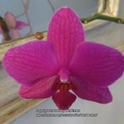 Moth orchid #142 nn; LHB p. 314, 32-33-? "Greek for 'moth-like'."