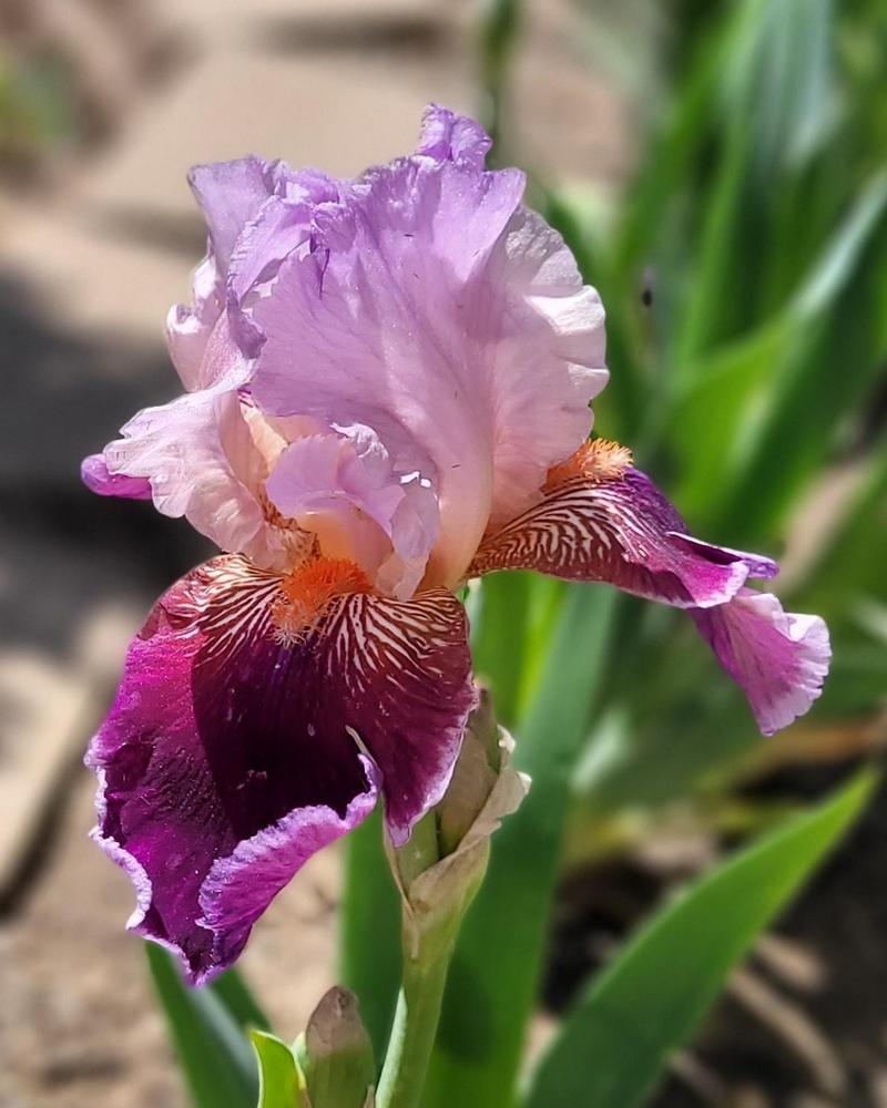 Photo of Tall Bearded Iris (Iris 'Dance Hall Dolly') uploaded by Bitoftrouble