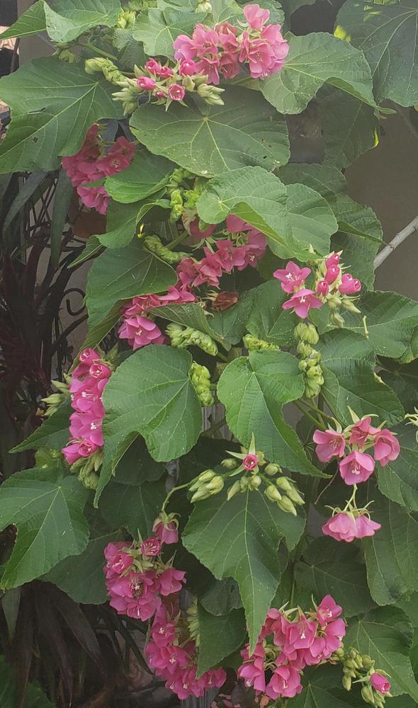 Photo of Tropical Rose Hydrangea (Dombeya 'Seminole') uploaded by CBJoyce