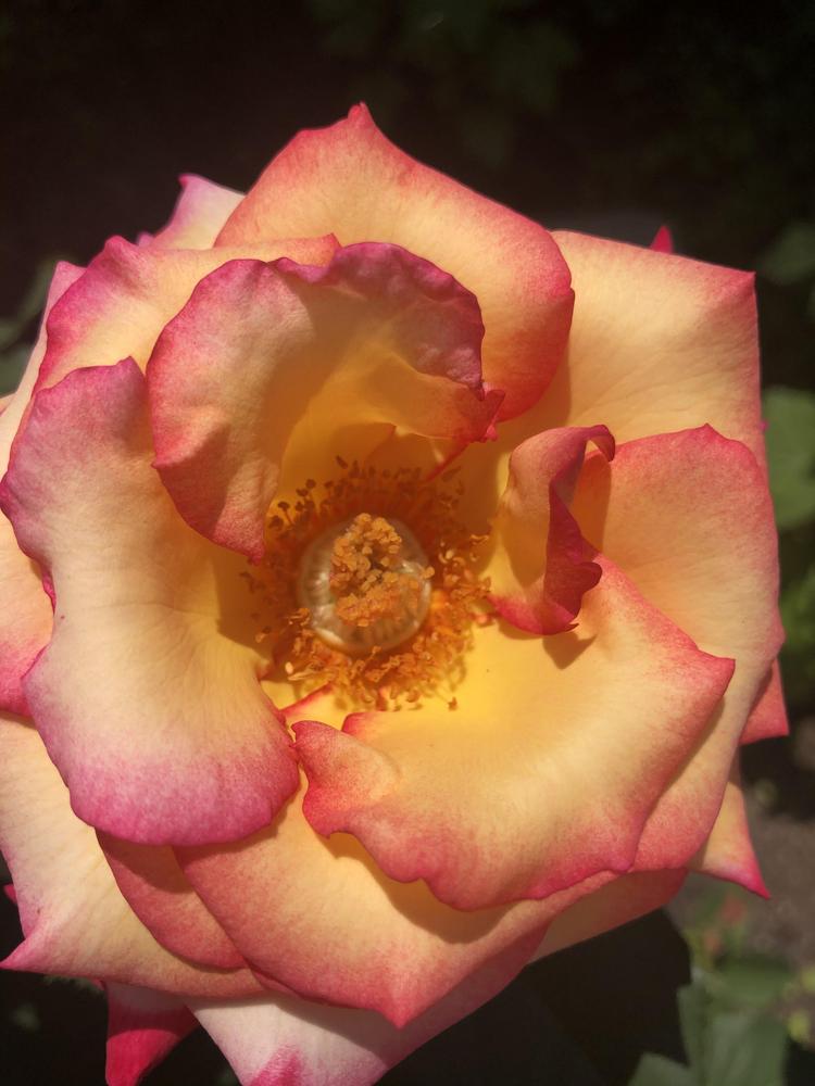 Photo of Rose (Rosa 'Dream Come True') uploaded by Elena999