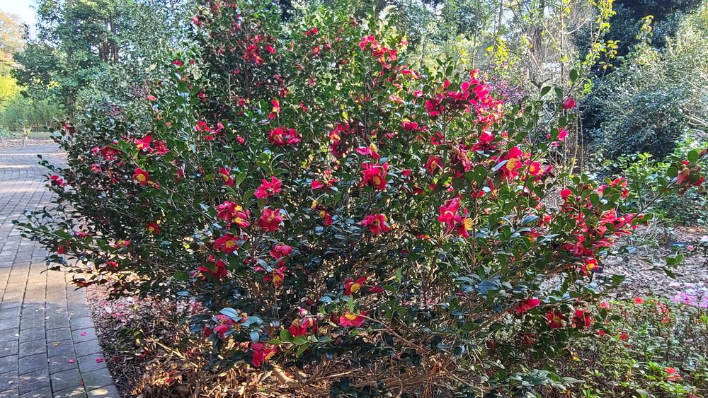 Photo of Camellia (Camellia sasanqua 'Yuletide') uploaded by LoriMT