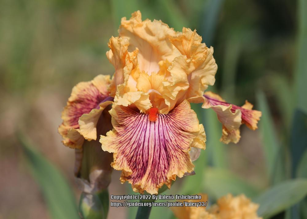 Photo of Tall Bearded Iris (Iris 'Jeanne Clay Plank') uploaded by Valery33