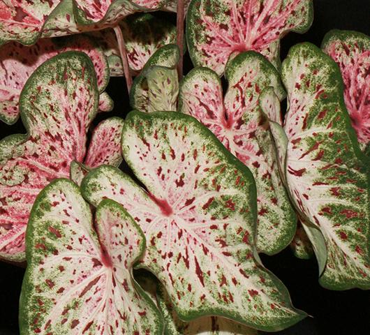 Photo of Caladium bicolor 'Day Dreamer' uploaded by donp