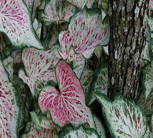 Photo of Caladium bicolor 'Day Dreamer' uploaded by donp