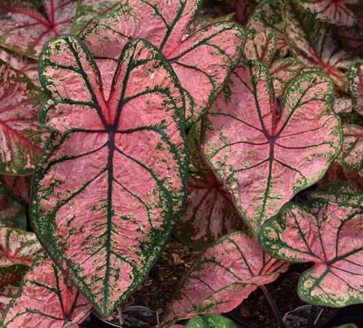 Photo of Caladium bicolor 'Charity Rose' uploaded by donp