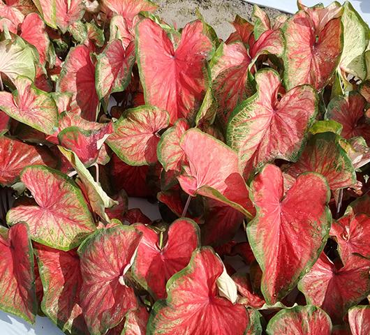 Photo of Caladium bicolor 'Bold 'N Beautiful' uploaded by donp